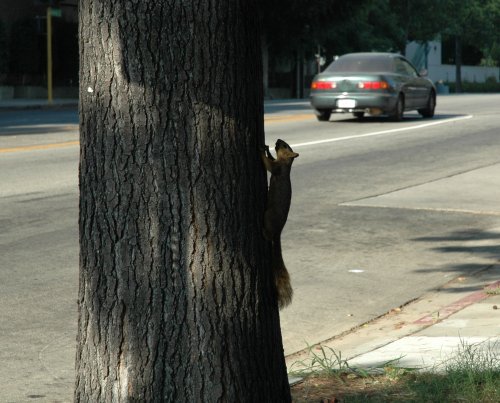 A squirrel, waiting to cross the road. Be careful! Los Angeles (2007)